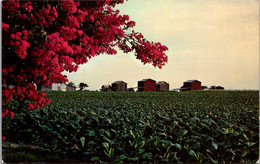 Field Of Bright Leaf Tobacco - Fermes