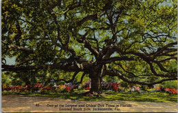 Florida Jacksonville South Side One Of The Largest And Oldest Oak Trees In Florida 1945 Curteich - Jacksonville