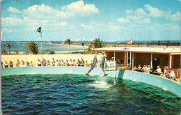 Florida Miami Dinner Time At The Seaquarium 1958 - Miami