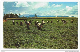 MALAWI . Weeding Ground Nuts At Nasawa Africa - Malawi