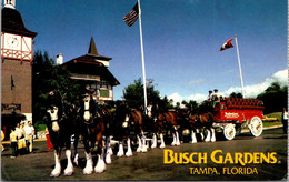 Florida Tampa Busch Gardens The Anheuser-Busch Clydesdales - Tampa