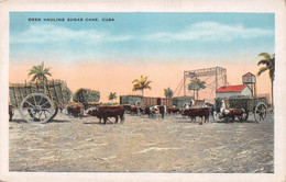 Amerique - CUBA - Oxen Hauling Sugar Cane - Boeufs Attelés - Cuba