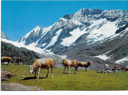 Suisse  -  Guggialp  Bei Fafleralp Im Lotschental, Wallis Lotschenlucke , Sattelhorn , Schinhorn - Saint-Luc