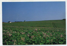 AK 116085 CANADA - P. E. I. - Potato Field - Andere & Zonder Classificatie