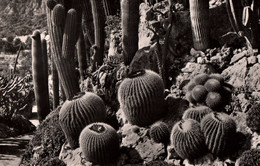 Monaco - Le Jardin Exotique: Echinocactus Et Pilocereus - Jardin Exotique
