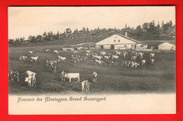 DAJ-03 RARE Alpage Du Grand Beauregard Fontaines-sur-Grandson, JURA VAUD.Armaillis. Souvenir Des Montagnes Dos Simple NC - Grandson