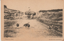 ROUMANIE. Vedere La Tarà . Rumänische Landschaft (Dindes + Charrette De Foin Tirée Par Un Attelage De Boeufs) - Rumänien