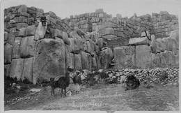 Amerique - PEROU - Cuzco - Ruinas Sacsahuamàn - Fortifications Incaïques, Lama - Carte-Photo - Pérou