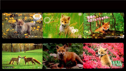 Japan Phonecard，Animal，fox，6 Pcs - Türkei