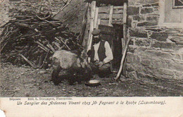 Un Sanglier Des Ardennes Vivant Chez Mr Fagnant à Laroche (luxembourg)coin Inférieur Gauche Manquant Voyagé En 1904 - La-Roche-en-Ardenne