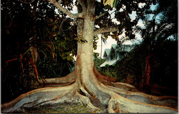 Florida Fort Myers Edison Winter Home Moreton Bay Fig Tree - Fort Myers