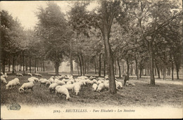 KOEKELBERG  : Parc Elisabeth - Les Moutons - Koekelberg