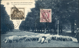 KOEKELBERG  : Troupeau De Moutons Au Parc - Koekelberg