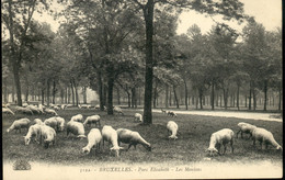 KOEKELBERG  : Parc Elisabeth - Les Moutons - Koekelberg