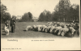 KOEKELBERG  : Les Moutons Dans Le Parc Elisabeth  / Nels Série 11 / 453 - Koekelberg