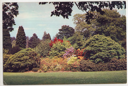 Azaleas Beside Front Lawn, Bodnant, Denbigshire  - (Wales) - Denbighshire