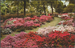 Kurume Azaleas On Battleston Hill, RHS Gardens Wisley, 1961 - Jarrold Postcard - Surrey