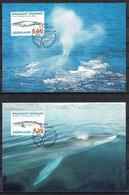 Greenland 1997.  Greenlandic Whales. Michel 305y - 308y Max Cards. - Maximumkaarten