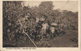 10-COLONIA ERITREA-RACCOLTA DEL COTONE-AFRICA ITALIANA - Erythrée