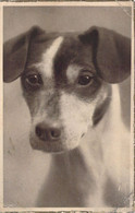 ANIMAUX - Portrait De Petit Chien  - Carte Postale Ancienne - Cani