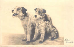 ANIMAUX - Deux Chiens Assis L'un à Côté De L'autre  - Carte Postale Ancienne - Cani