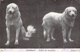 ANIMAUX - Chien Des Pyrénées - LOURDES - Carte Postale Ancienne - Perros