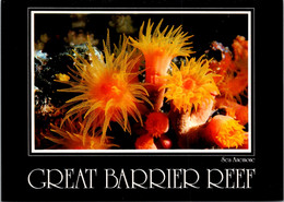 Australia Great Barrier Reef Sea Anemone - Great Barrier Reef