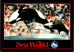 Florida Orlando Sea World Shamu The Killer Whale - Orlando