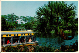 Florida Silver Springs Glass Bottom Boat And Horseshoe Palm - Silver Springs