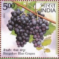 India 2023 Agricultural Goods Of India -- Geographical Fruit - Bangalore Blue Grapes 1v Rs.5.00 Stamp MNH As Per Scan - Agriculture