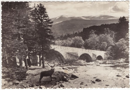 Old Bridge Of Dee, Braemar.-  (Scotland) - Valentine's Postcard - (Stag/deer/cerf/hert) - Aberdeenshire