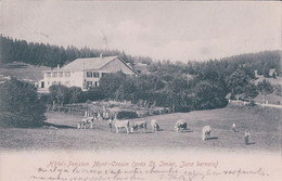 St Imier BE, Hôtel Pension Mont Crosin, Troupeau Au Pâturage (5.8.1906) - Saint-Imier 