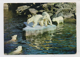 1000 BERLIN - FRIEDRICHSFELD, Tierpark Berlin (Zoo), ,Eisbären - Hohenschönhausen