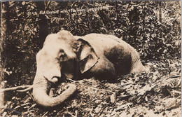 MALAYSIE / MALAISIE / HUNTING /  CHASSE A L'ELEPHANT / BULL ELEPHANT WITH 45 TUSKS / L. R. HUBBACK / RARE CARTE PHOTO - Malaysia