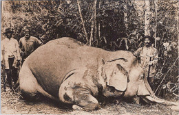 MALAYSIE / MALAISIE / HUNTING /  CHASSE A L'ELEPHANT / L. R. HUBBACK / RARE CARTE PHOTO - Malaysia