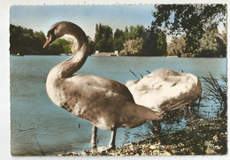 Zoo Les Cygnes  Au Parc De La Tete D'or Lyon - Birds