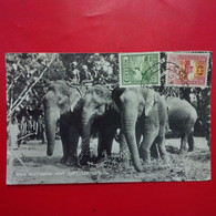 WILD ELEPHANTS JUST CAPTURED CEYLON - Sri Lanka (Ceylon)