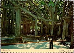 Florida Fort Myers Edison Winter Home The Banyan Tree - Fort Myers