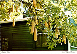 Florida Fort Myers Edison Winter Home The Sausage Tree - Fort Myers