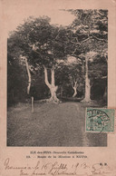 Nouvelle Caledonie - Ile Des Pins - Route De La Mission A Kuto - Carte Postale Ancienne - - Neukaledonien