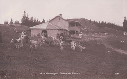 Dent De Vaulion VD, Sortie Du Troupeau Du Chalet (926) - Vaulion