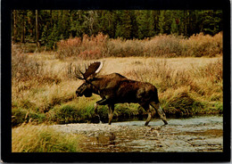 Bull Moose Heads For Shore Northern Rocky Mountains - Taureaux