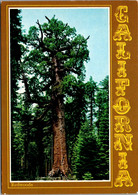 California Yosemite Mariposa Grove Of Big Trees "The Grizzly Giant" 1992 - Yosemite