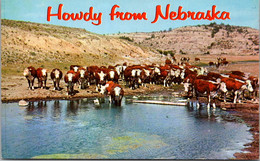 Nebraska Howdy With Cattle At Their Water Hole - Otros & Sin Clasificación