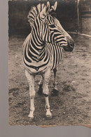 C.P. - PHOTO - ZEBRE - 4911-22 - VAN DE POLL - - Zebra's