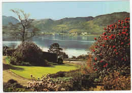 Rhododendrons In 'America', A Colourfull Corner Of Interewe Garden  - (Scotland) - Ross & Cromarty