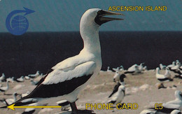 TARJETA DE ASCENSION ISLAND DE UN PAJARO (BIRD-PAJARO) 2CASA - Ascension (Insel)