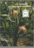 CPM - Ces Plantes Qui Vous Veulent Du Bien - Maïs - Piante Medicinali