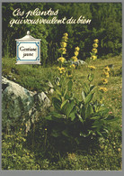 CPM - Ces Plantes Qui Vous Veulent Du Bien - Gentiane Jaune - Geneeskrachtige Planten