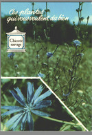 CPM - Ces Plantes Qui Vous Veulent Du Bien - Chicorée Sauvage - Medicinal Plants